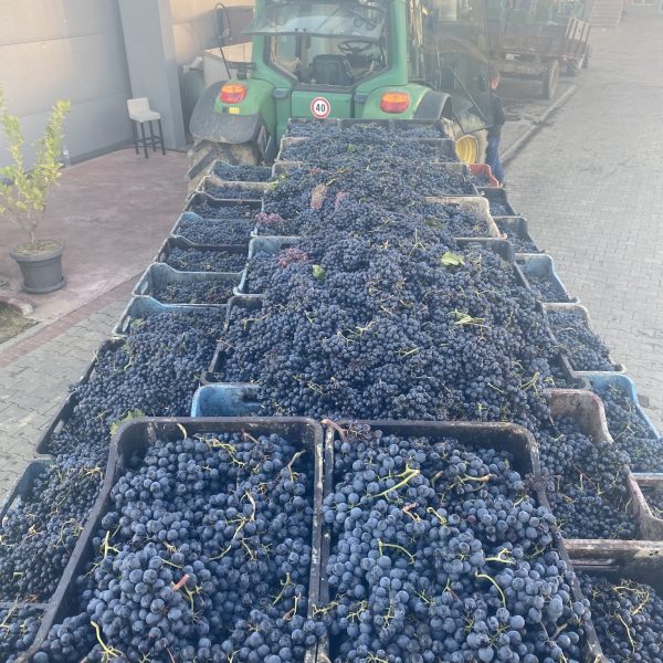 474826485_1169839374845391_7009725720624701793_n